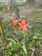 Imagem de Hippeastrum petiolatum Pax