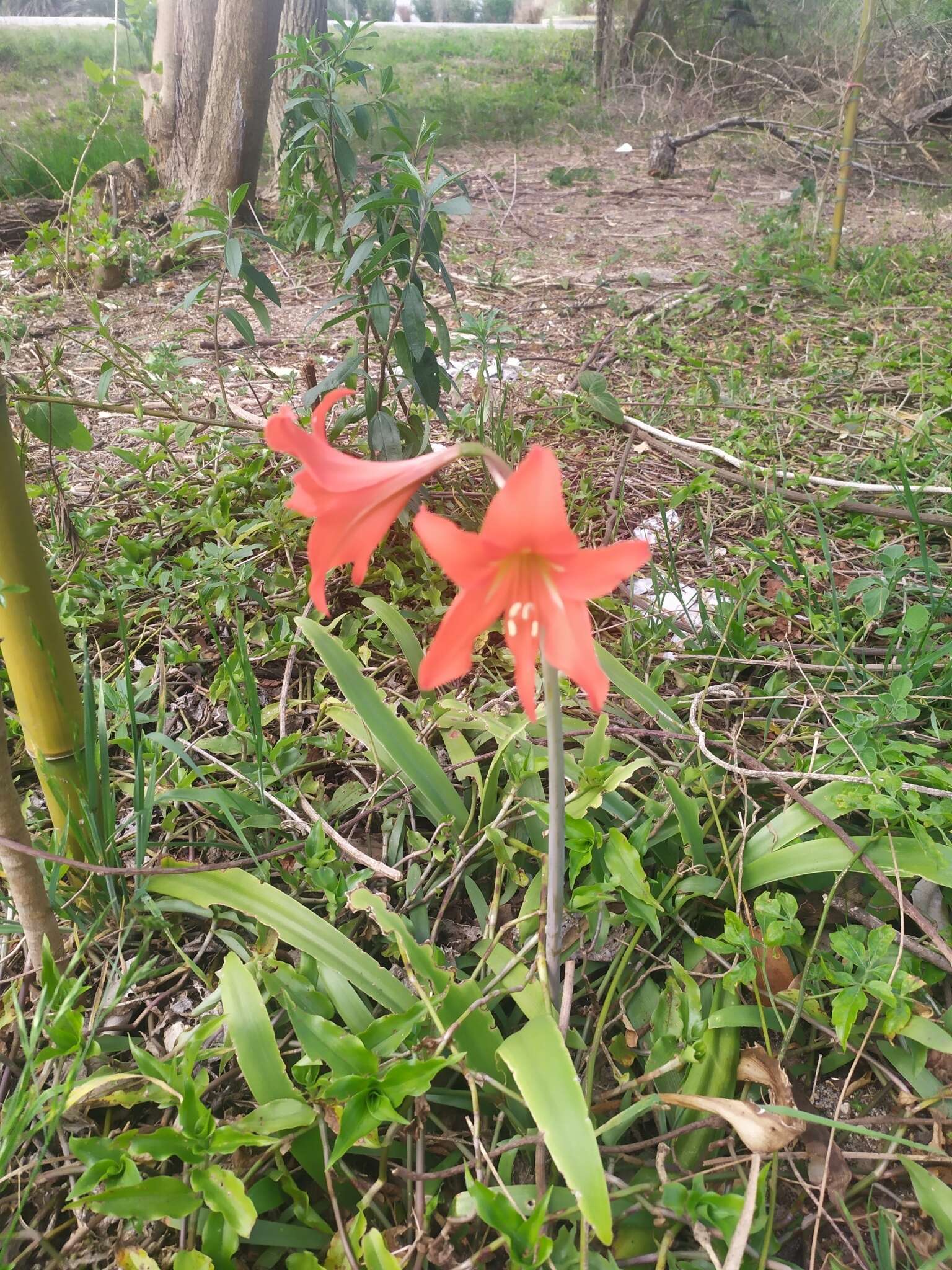 صورة Hippeastrum petiolatum Pax