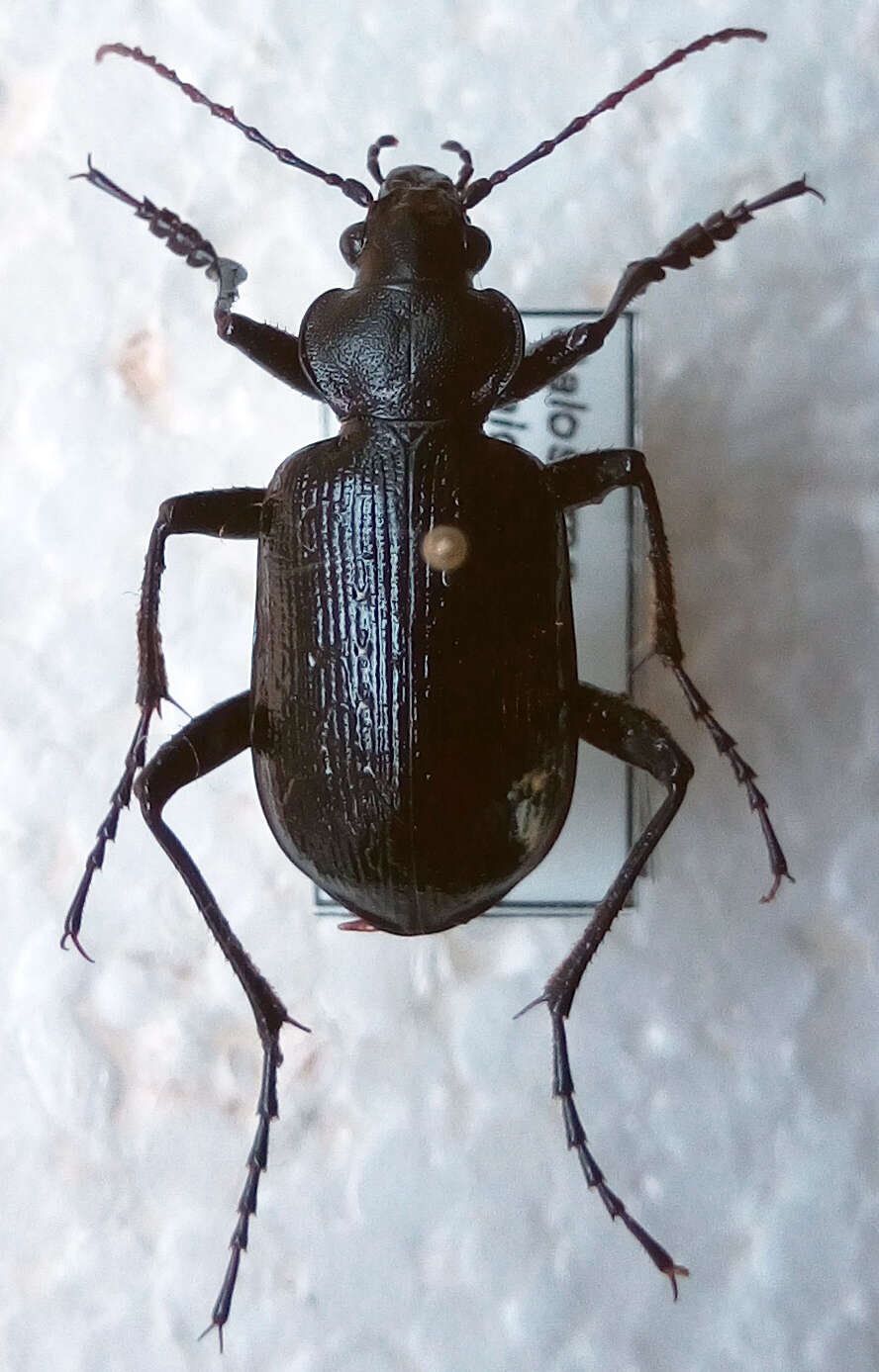 Image of Calosoma (Calosoma) frigidum Kirby 1837