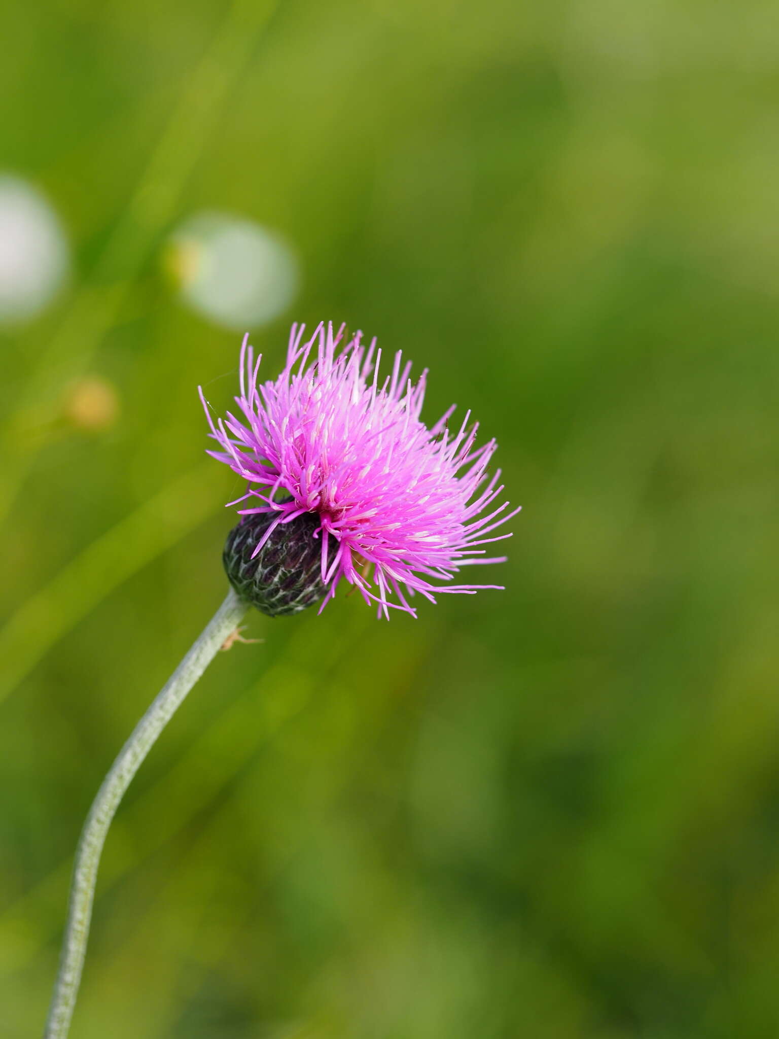 Image of Tuberous Thistle