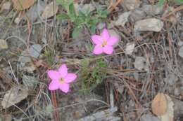 Image of Gyrandra chironioides Griseb.