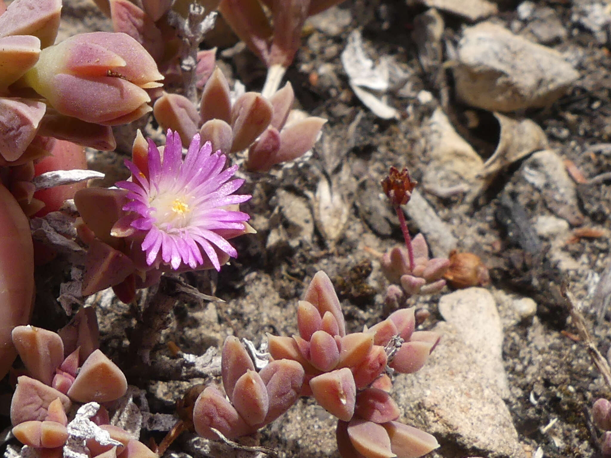 Image of Delosperma mariae L. Bol.