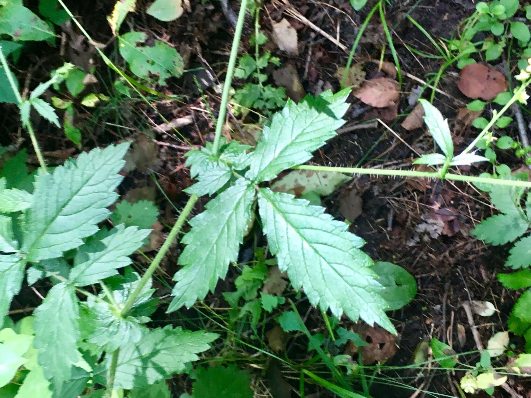 Image of tall hairy agrimony