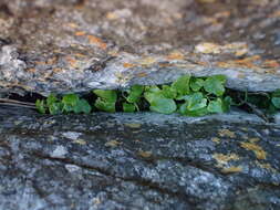 Imagem de Adenocline acuta (Thunb.) Baill.