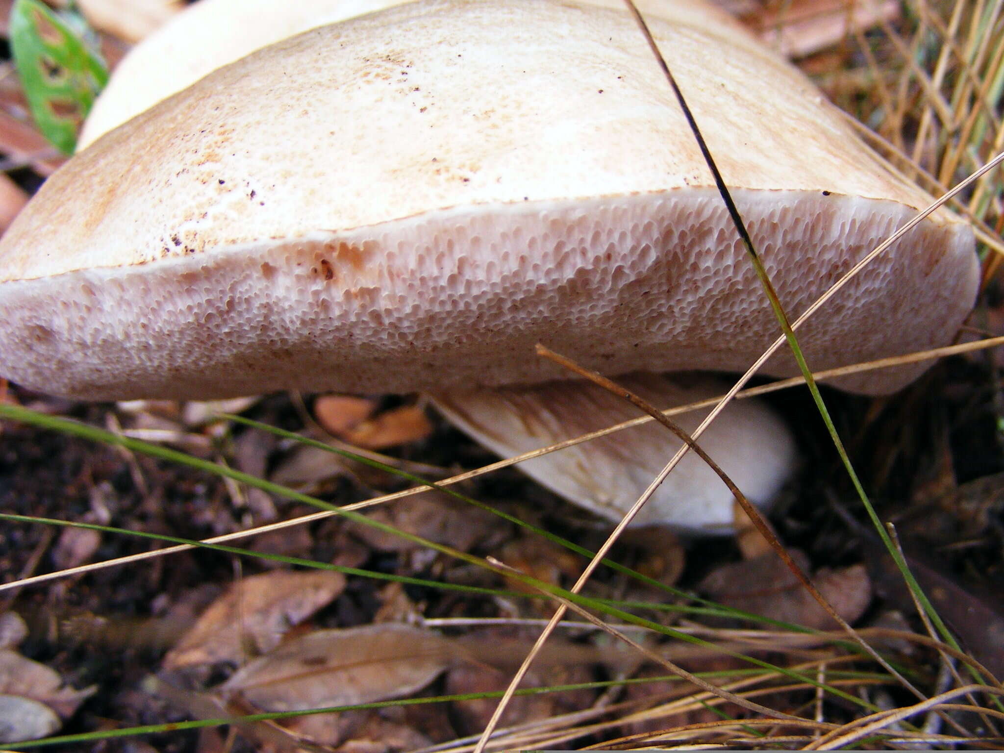 Imagem de Tylopilus minor Singer 1945