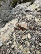 Image de Echinocereus pectinatus subsp. wenigeri (L. D. Benson) W. Blum & Rutow