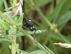 Image of Vulgichneumon brevicinctor (Say 1825)