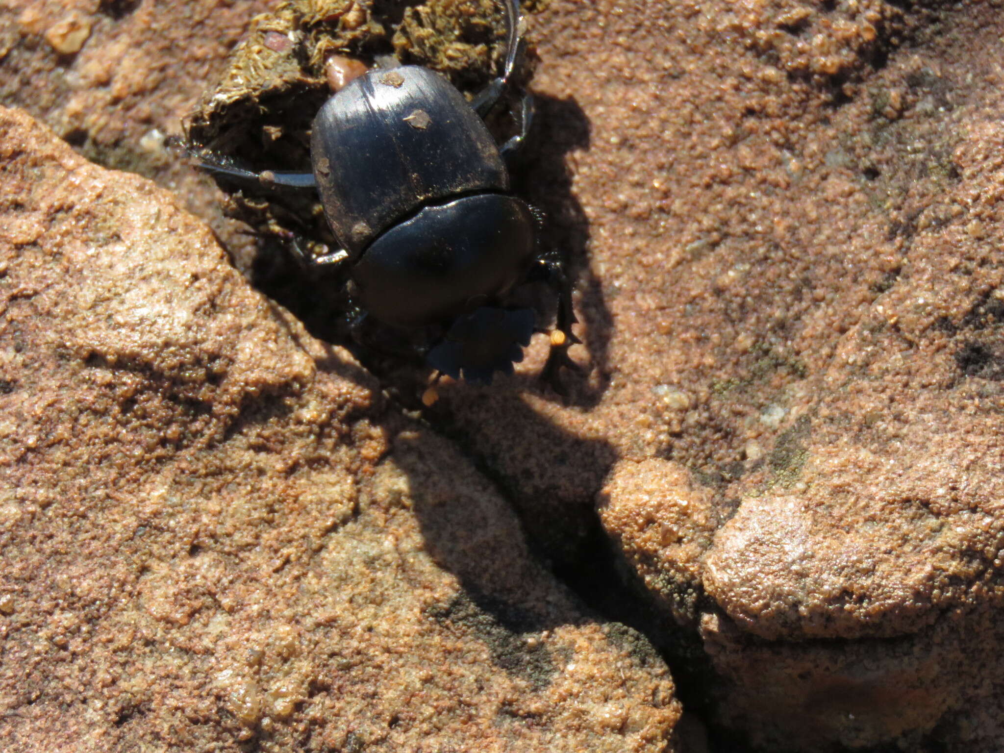 Image of Scarabaeus rusticus (Boheman 1857)