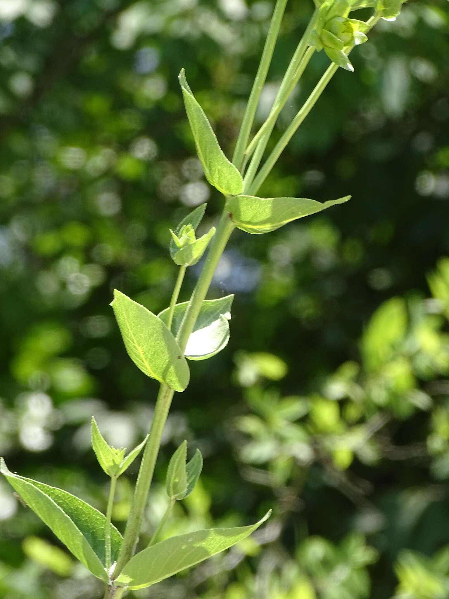 Silphium integrifolium var. laeve Torr. & A. Gray resmi