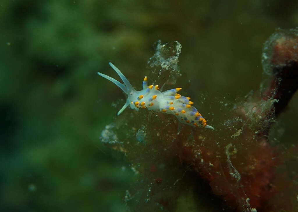 Trinchesia caerulea (Montagu 1804) resmi