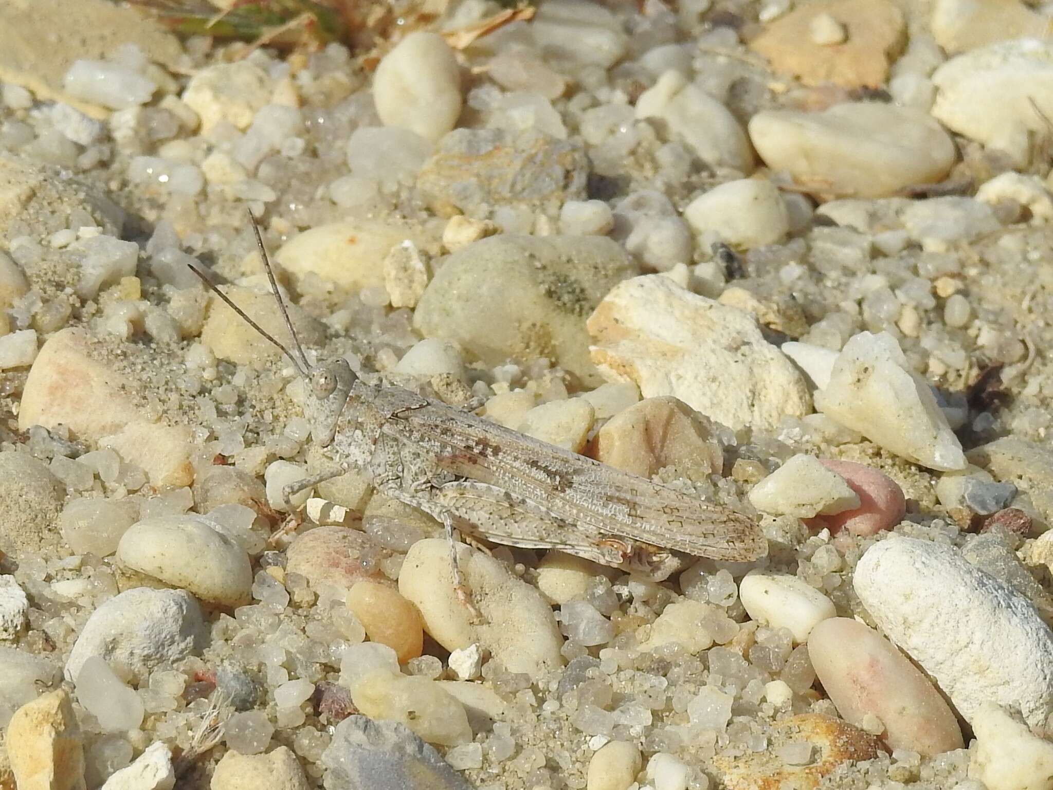 Image of Seaside Grasshopper