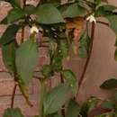 صورة <i>Capsicum <i>annuum</i></i> var. annuum