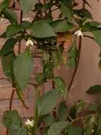 صورة <i>Capsicum <i>annuum</i></i> var. annuum