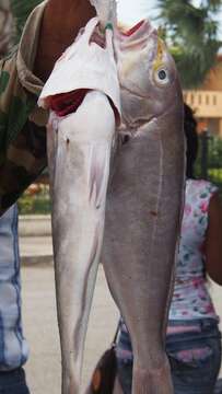 Image of Bighead tilefish