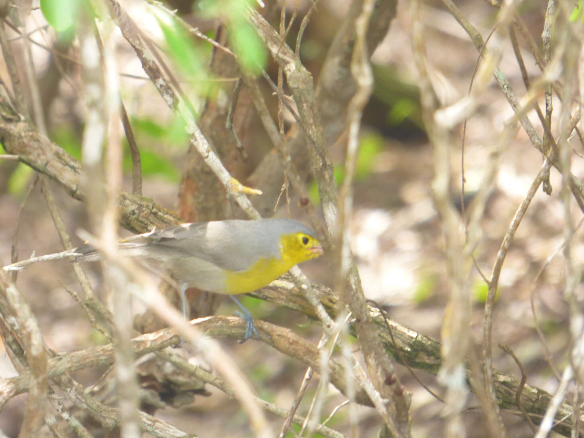 Image of Teretistridae