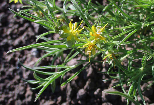 Imagem de Vahlia capensis (L. fil.) Thunb.