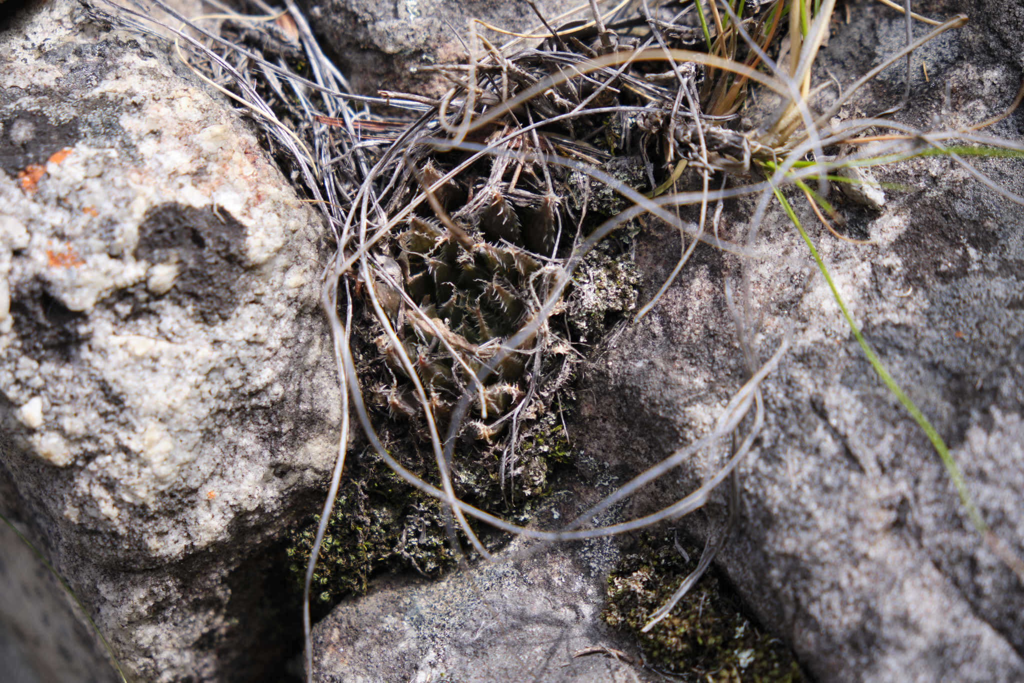Image of Cederberg haworthia