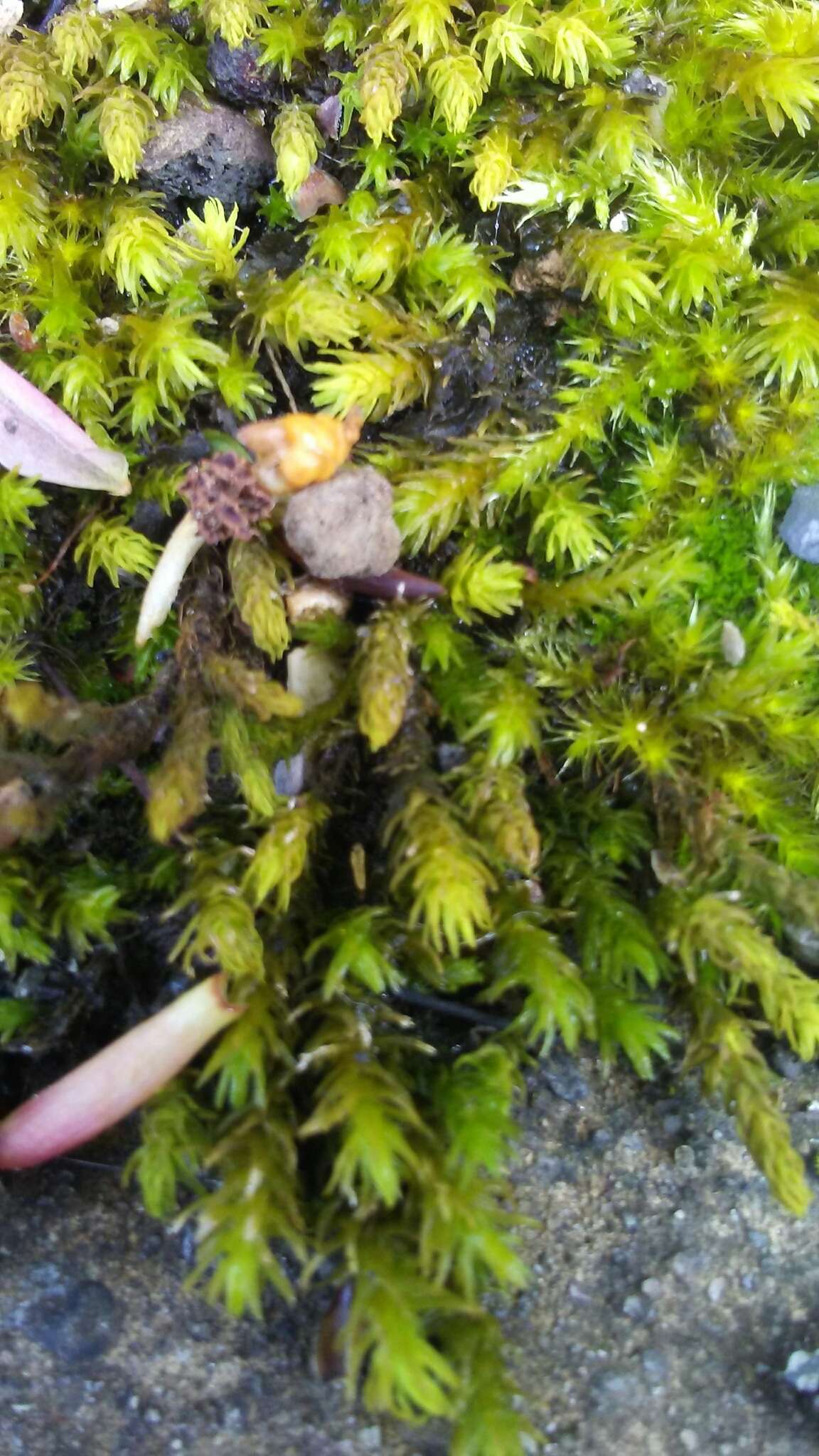 Image of rambling tail-moss