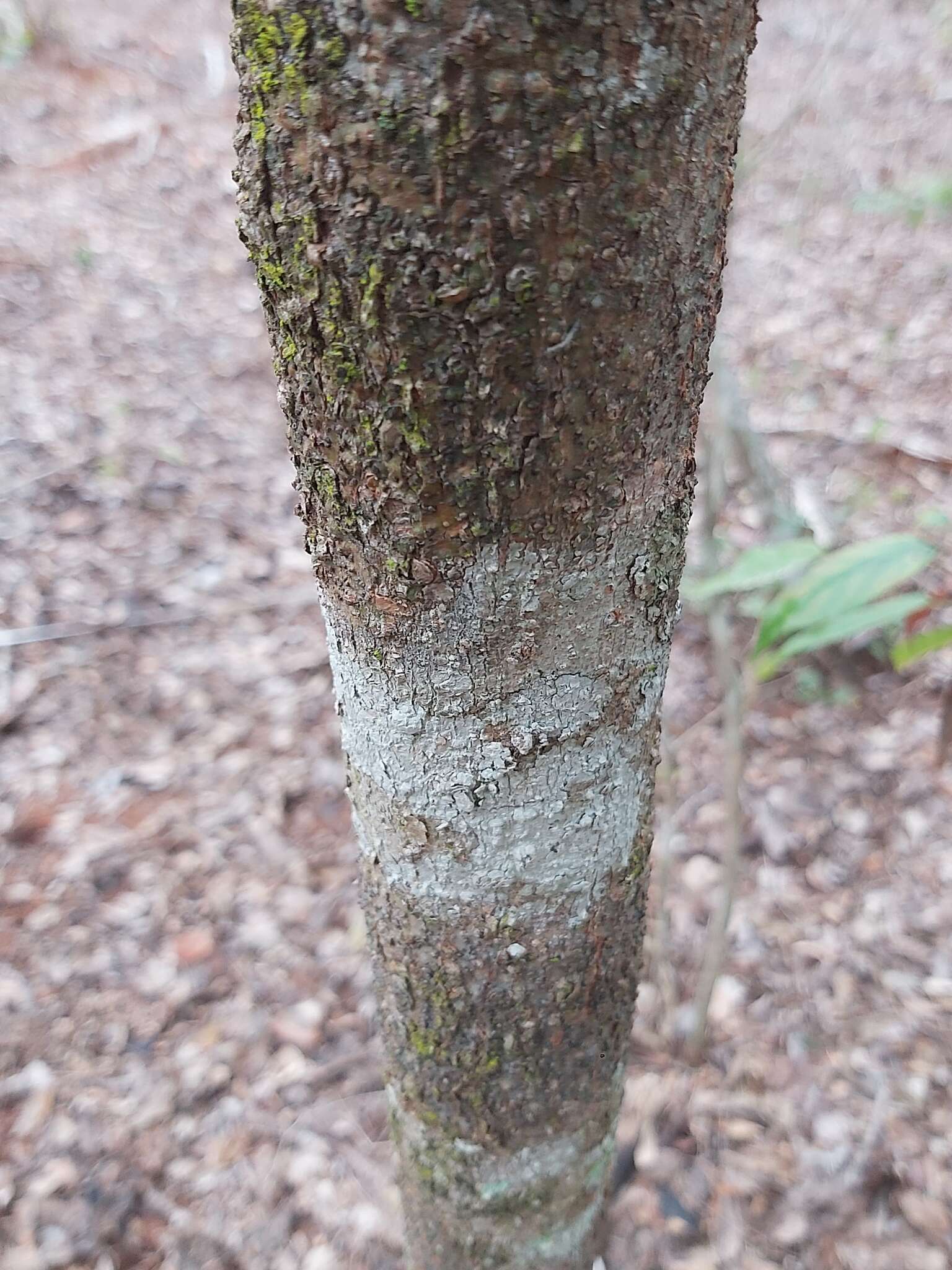 Image of Hairy sand ash