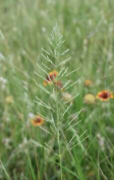 Слика од Sporobolus pyramidatus (Lam.) Hitchc.