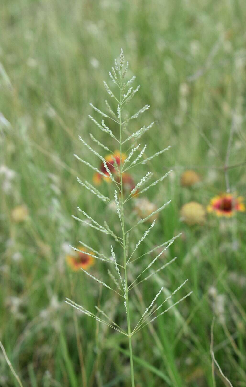 Plancia ëd Sporobolus pyramidatus (Lam.) Hitchc.