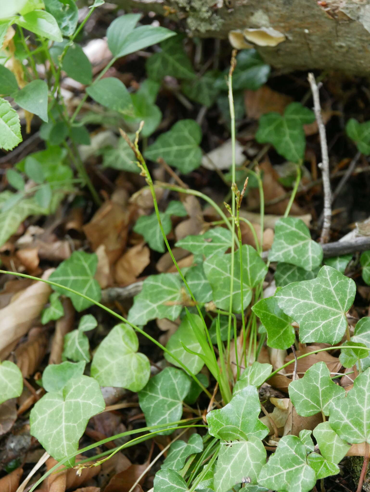 Image of Carex ornithopoda Willd.