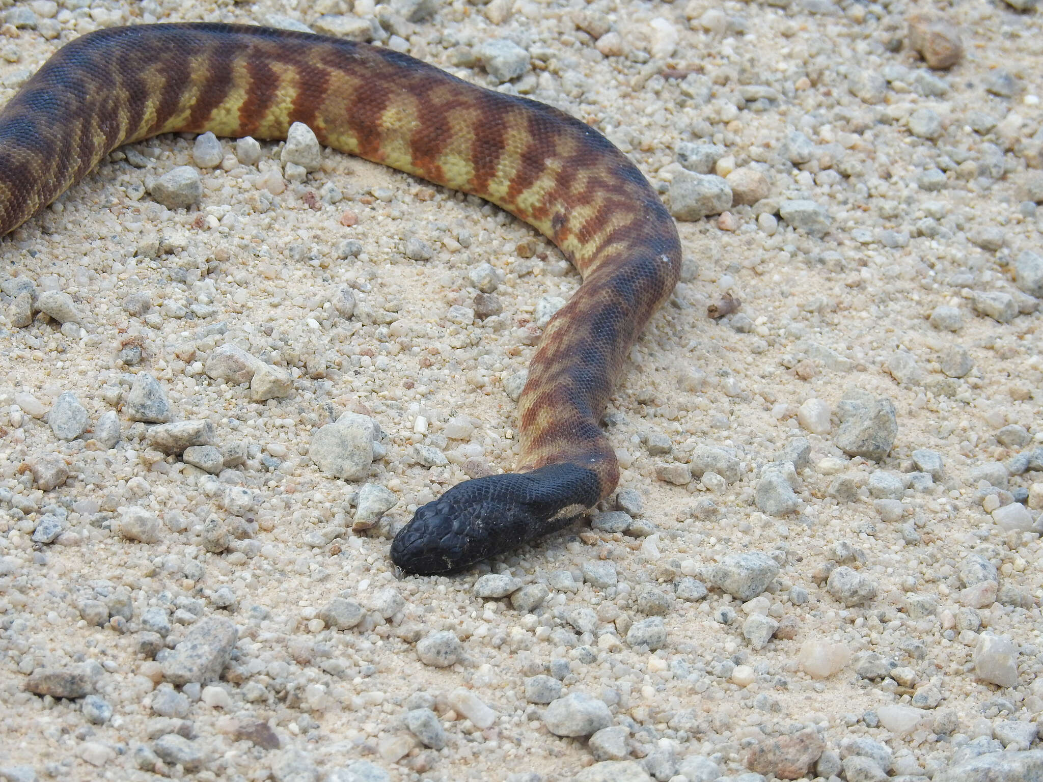 Image of Black-headed Python