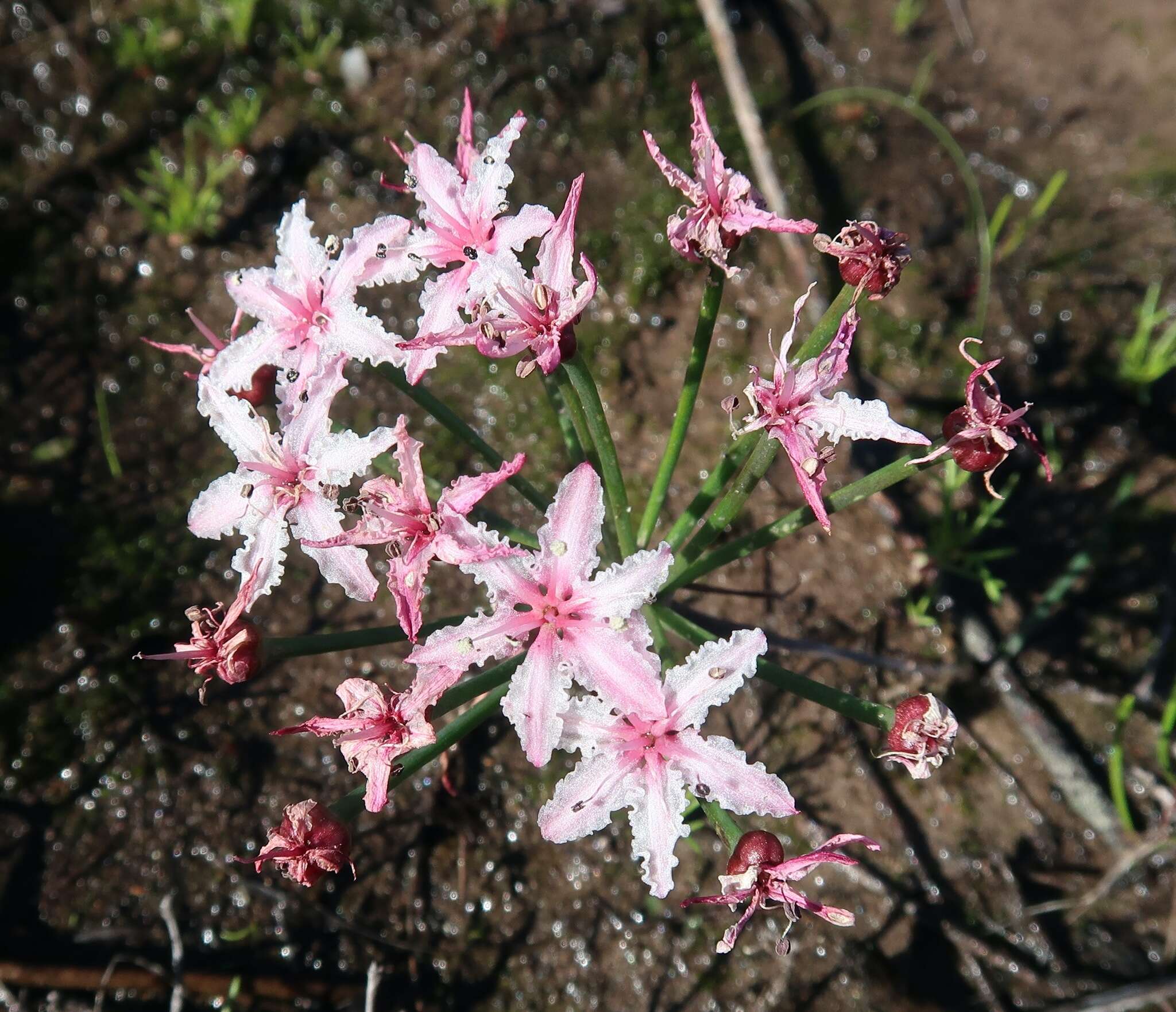 Image of Hessea undosa Snijman