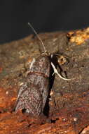 Acrobasis bithynella Zeller 1848 resmi