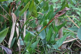 Image of Manchurian Bush Warbler