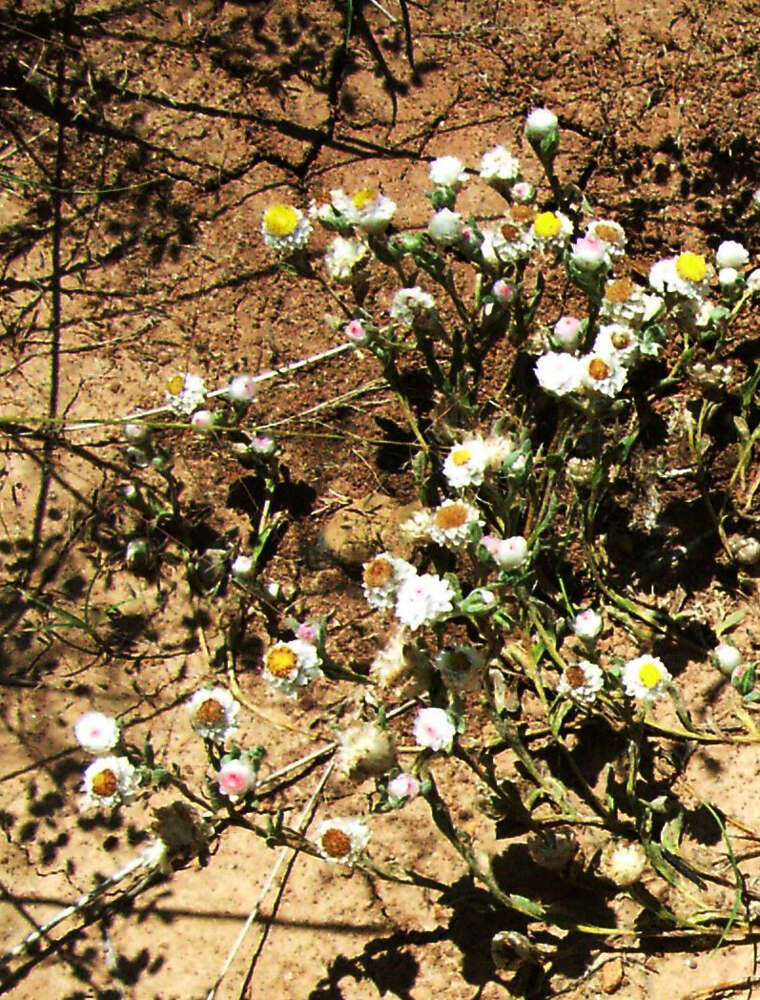 Image de Helichrysum argyrosphaerum DC.