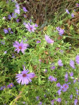 Image of aromatic aster