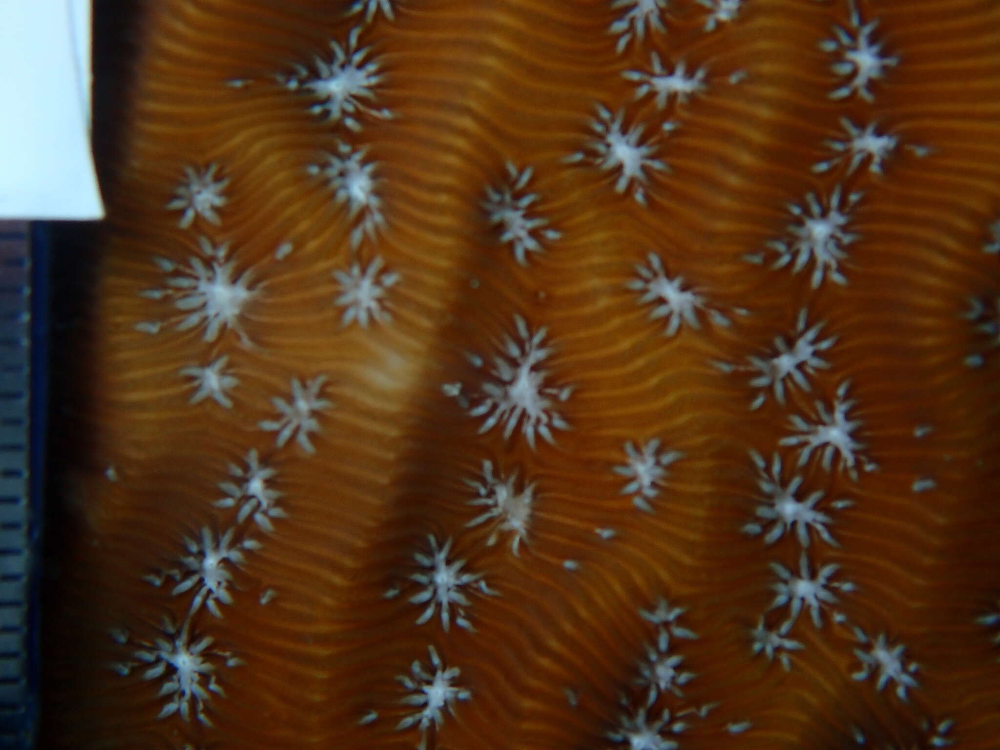 Image of Lamarck´s sheet coral