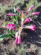 Image de Crinum graminicola I. Verd.