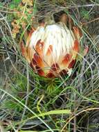 Plancia ëd Protea restionifolia (Salisb. ex Knight) Rycroft