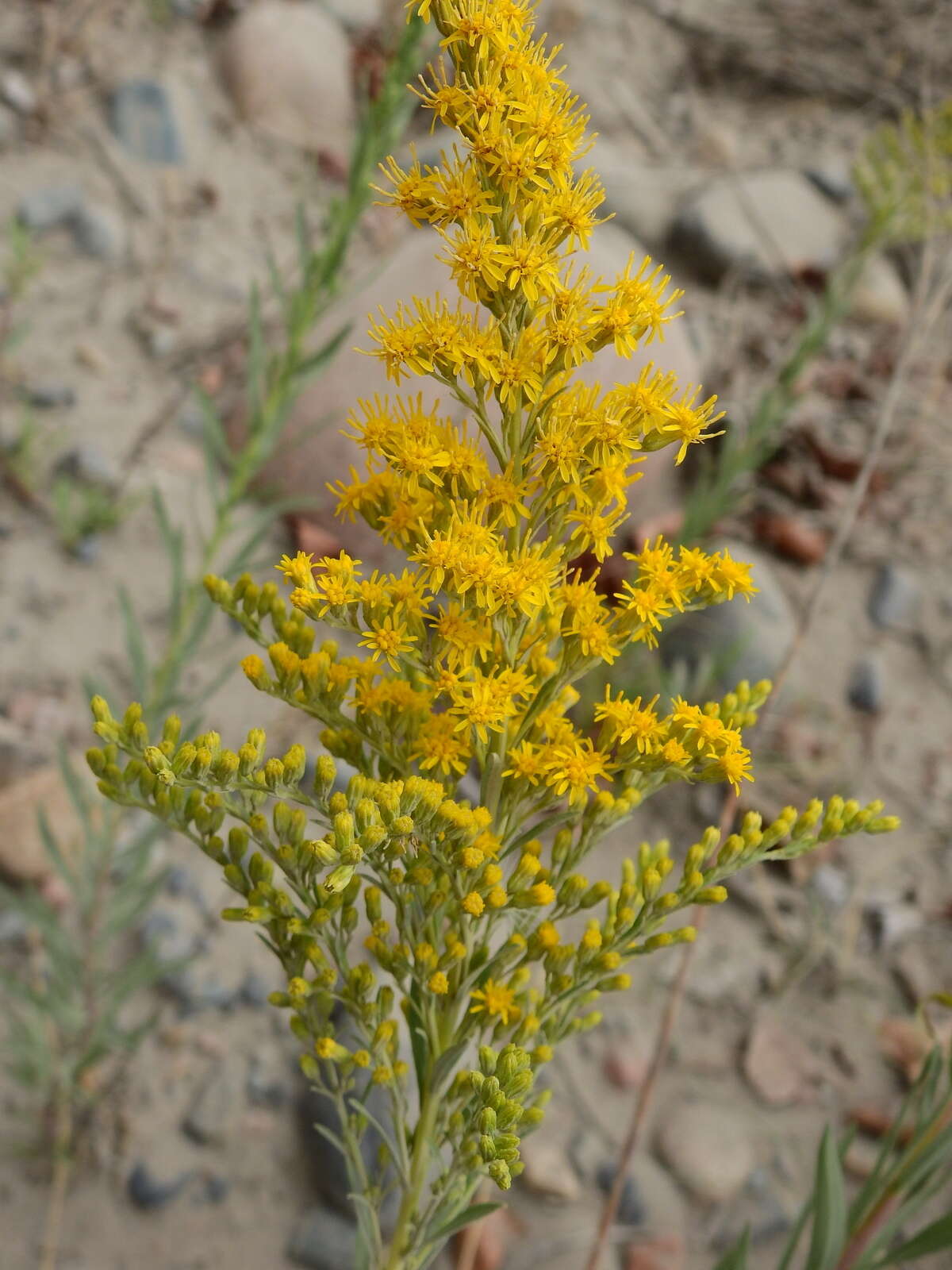 Image of Solidago chilensis Meyen