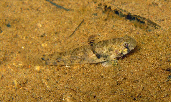 Image of Goby of streams