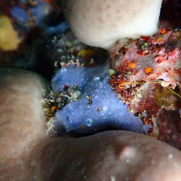 Image of bluish encrusting sponge