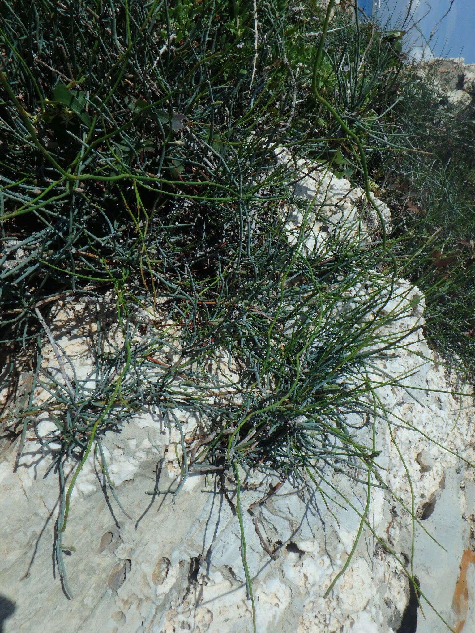 Image of Ephedra foeminea Forssk.