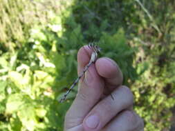 Image of Great Spreadwing