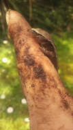 Image of Brown Skink