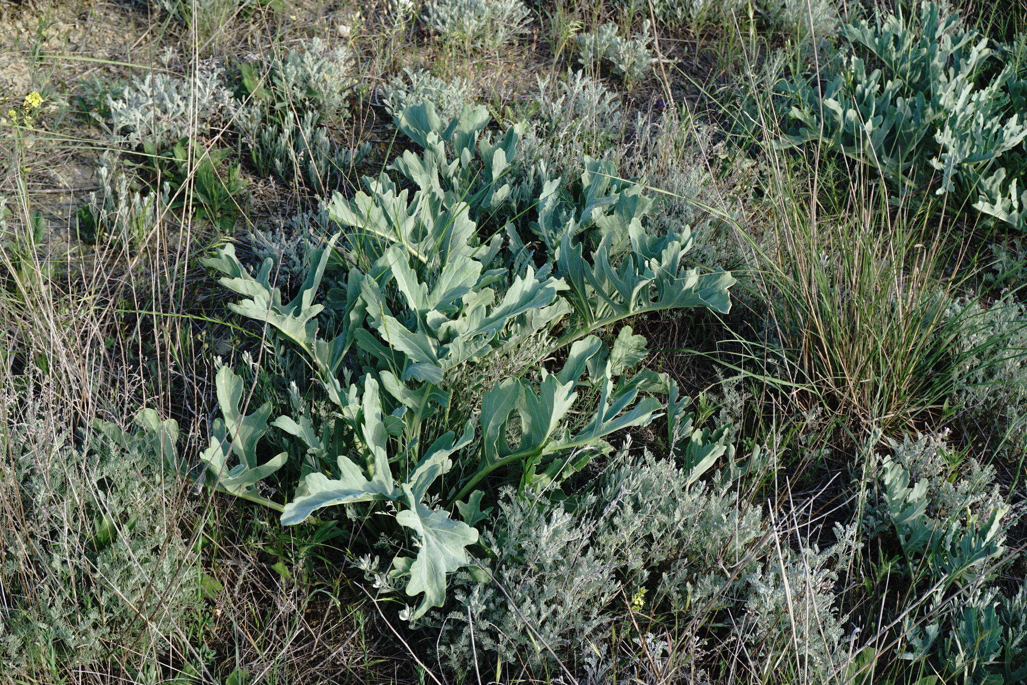 Image of Crambe tataria Sebeók