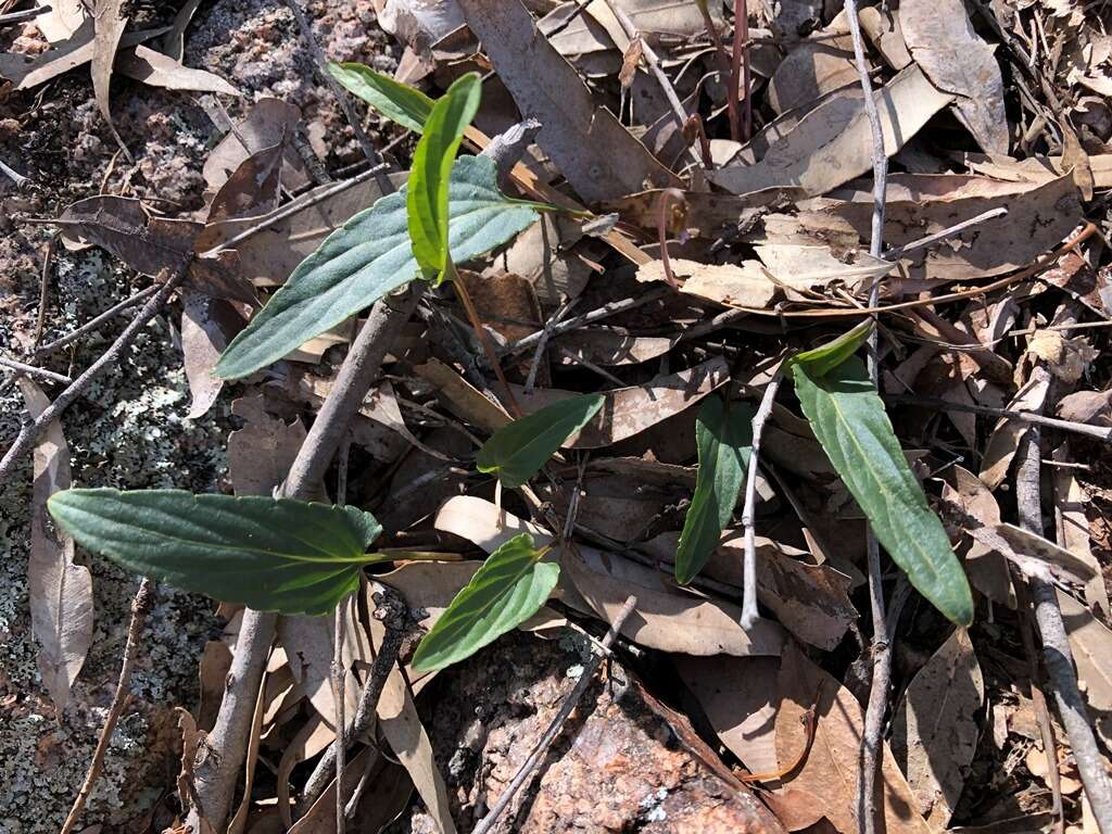 Imagem de Viola betonicifolia Smith