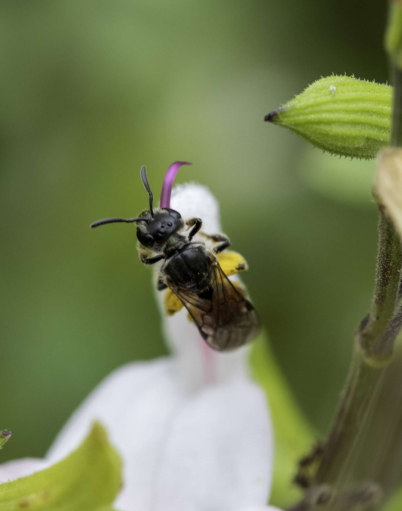 Image of Lasioglossum ovaliceps (Cockerell 1898)