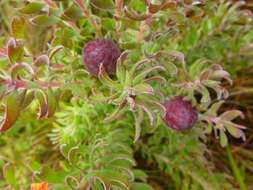 Image of Leucadendron radiatum Phillips & Hutchinson