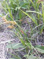 Image of Carex laevissima Nakai