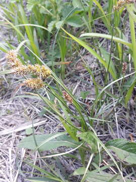 Image of Carex laevissima Nakai