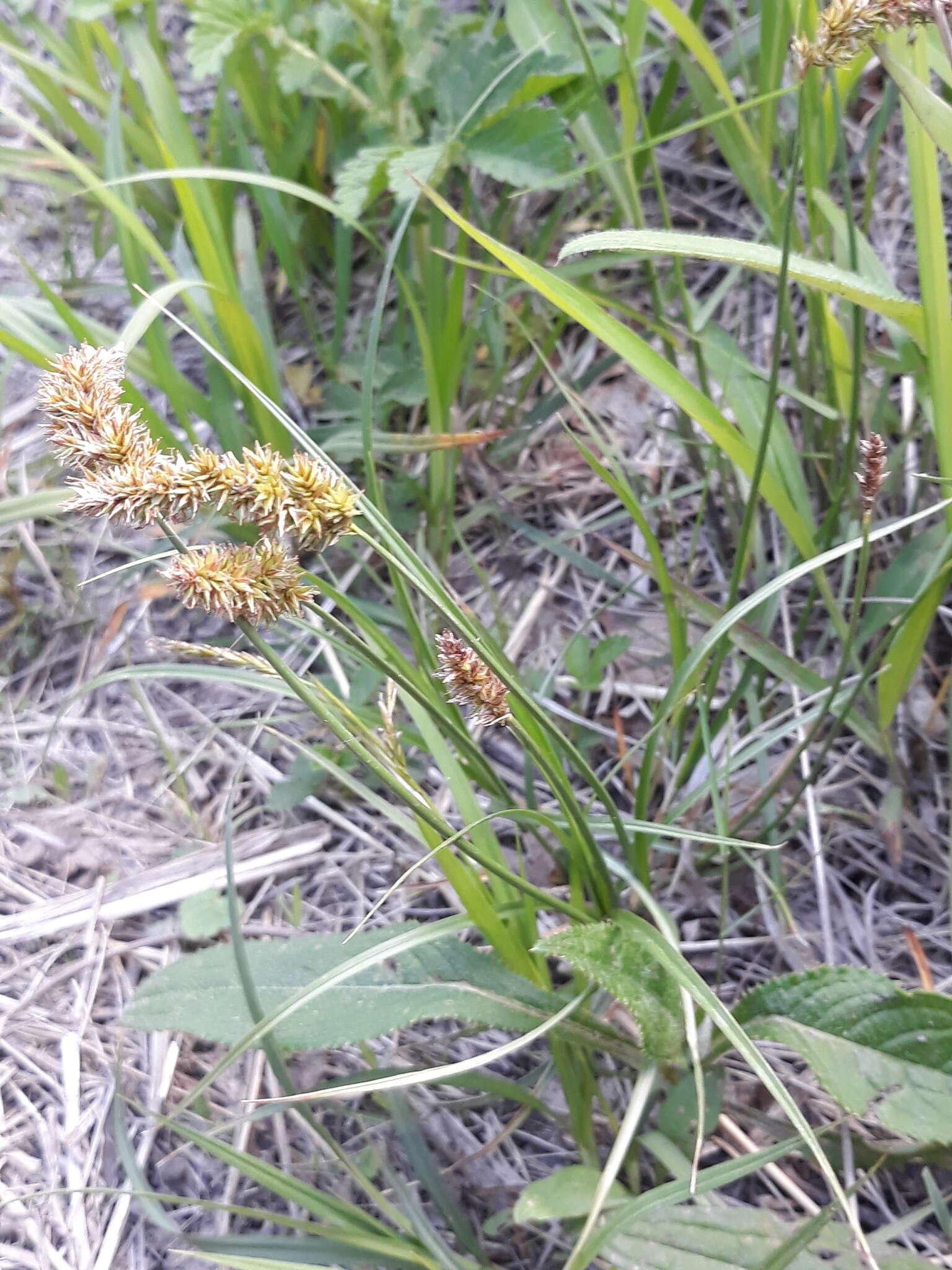 Image of Carex laevissima Nakai