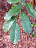 Prunus caroliniana (Mill.) Ait. resmi