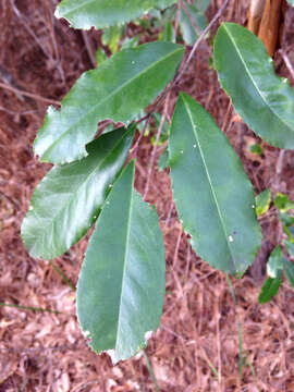 Image of Carolina laurelcherry